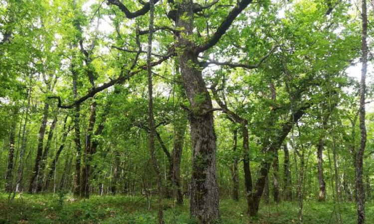 Две нови територии минават под закрилата на закона по предложение на WWF