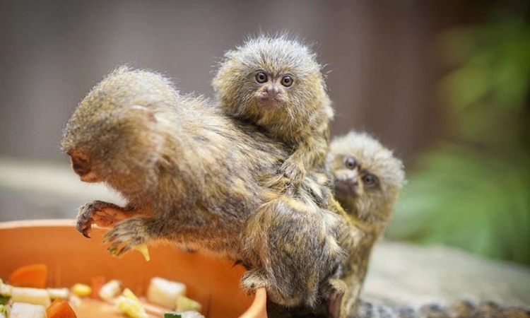 Най-малката маймунка в света вече е част от семейството на Природонаучния музей