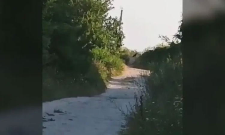 Продължава издирването на пантерата край Шумен