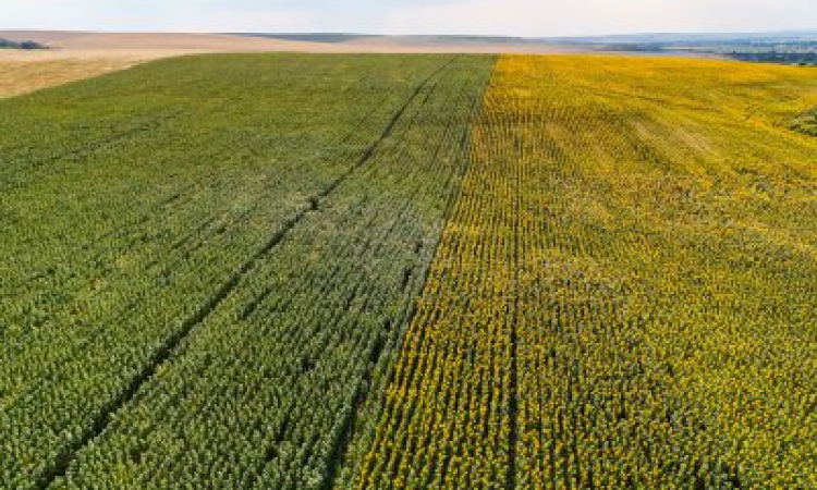 Шест кораба с аржентински слънчоглед пристигнаха в България