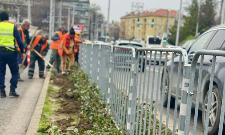 Хиляди красиви рози, храсти и дървета засаждат по ключов булевард в Пловдив