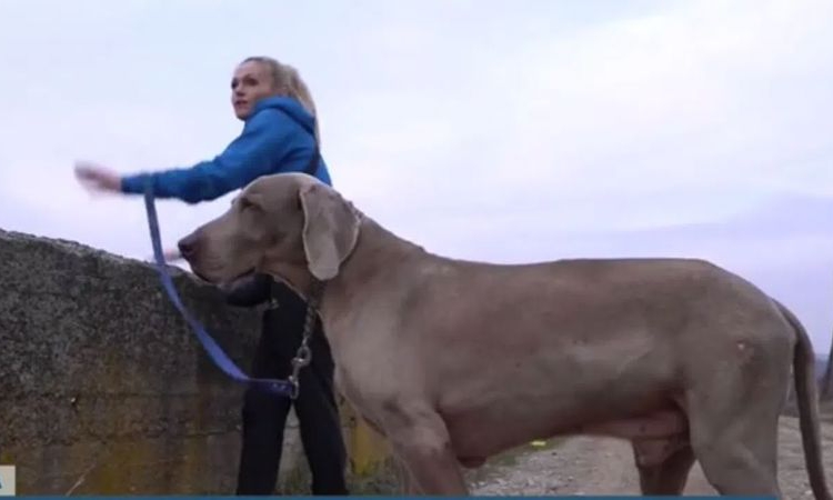 Жена скочи в 7-метров преливник на язовир в Монтана, за да спаси кучето си